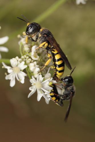 Réf. 242 230 : Ectemnius sp.